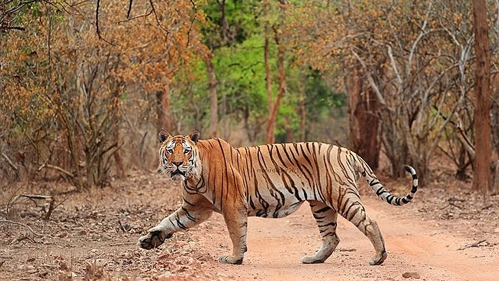 Pench Tiger Reserve is situated in eastern Vidarbha
