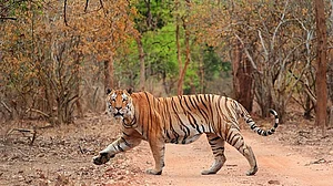 Pench Tiger Reserve is situated in eastern Vidarbha
