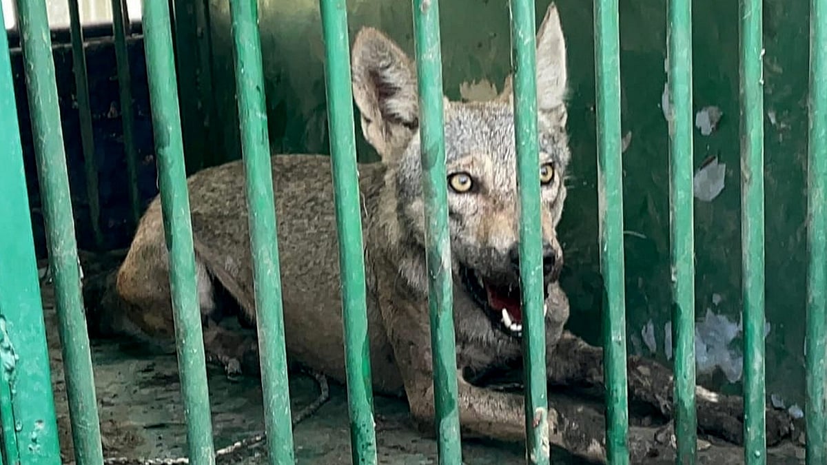 Operation Bhediya: Fifth wolf captured in UP's Bahraich