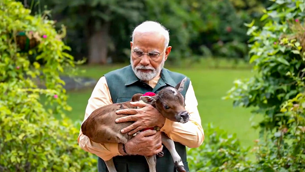 PM Narendra Modi with the calf Deepjyoti, born at his official residence (photo: PTI)