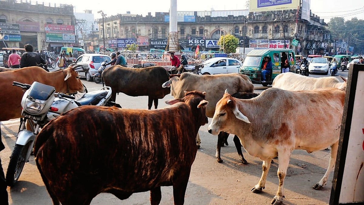 UP govt plans to use fluorescent strips on stray cattle to check road mishaps