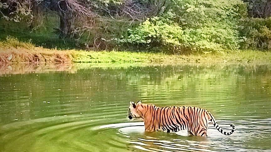 A third of Ranthambore’s 75 tigers ‘missing’, say officials