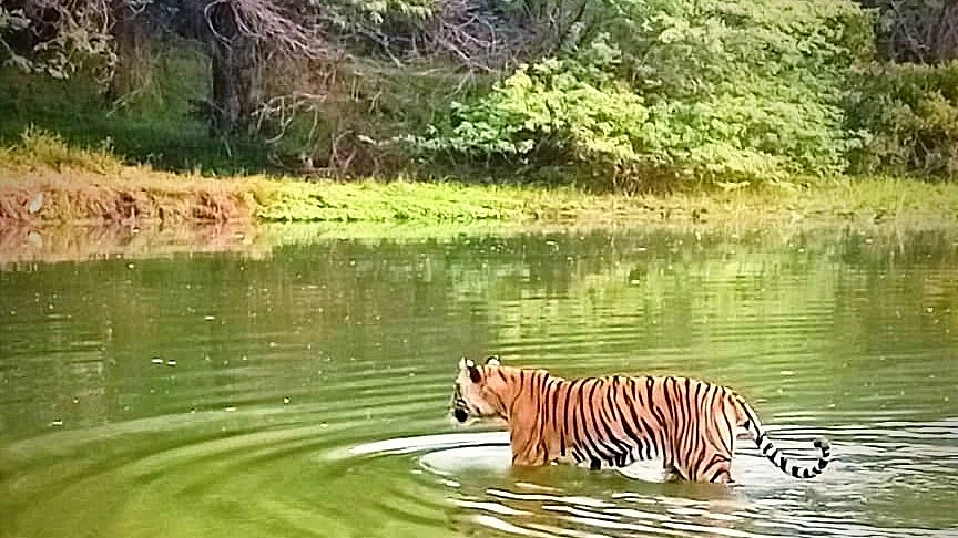 Conservation at sea? Representative image of a tiger wading in a waterbody at Ranthambore National Park