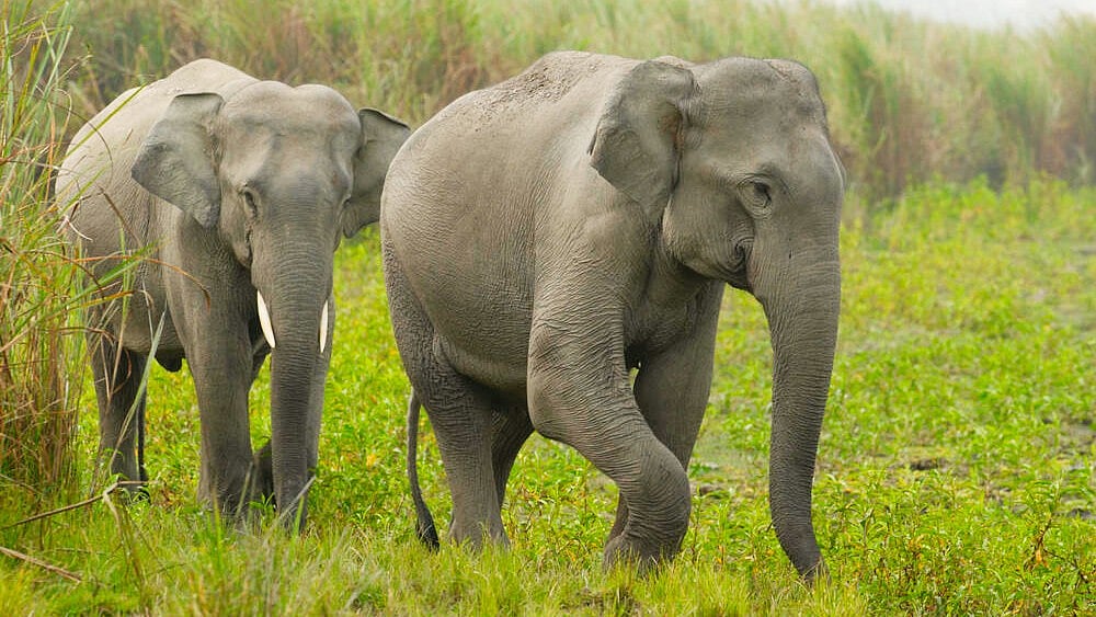 Representative image (courtesy WWF)