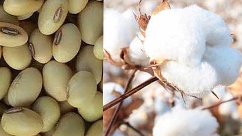 Maharashtra agrarian distress story told in soybean, cotton: Congress slams Mahayuti