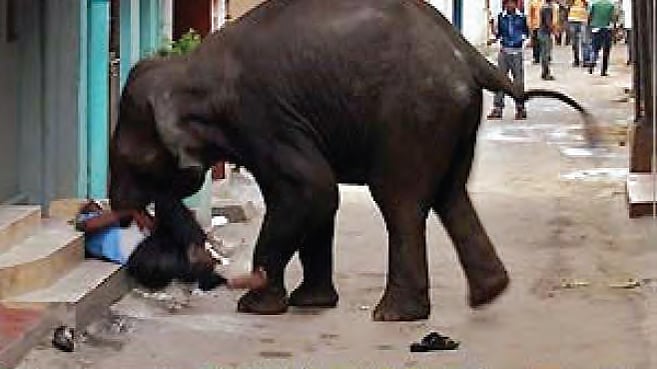 Killing our elephants with apathy