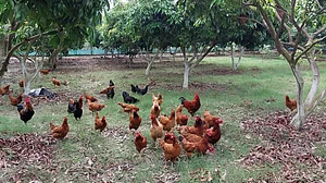 India’s ban on antibiotics in animal food products to help curb AMR: Report