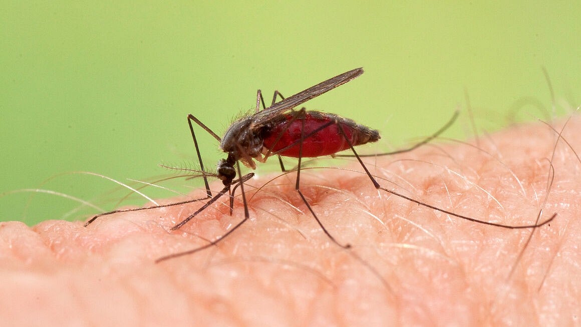New malaria vaccine may offer high protection
