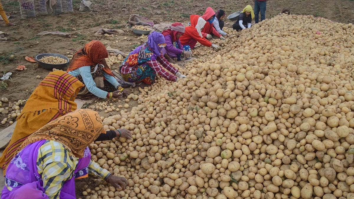 Farmers in Himachal’s Una reap bumper harvest of potatoes
