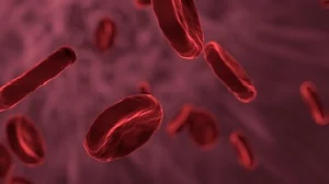 Can this Indian gene therapy cure haemophilia? (representative image of red blood cells)