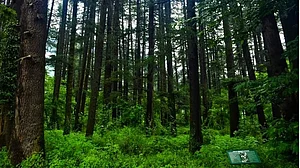 HP Assembly adopts govt resolution for amendments in Forest Conservation Act
