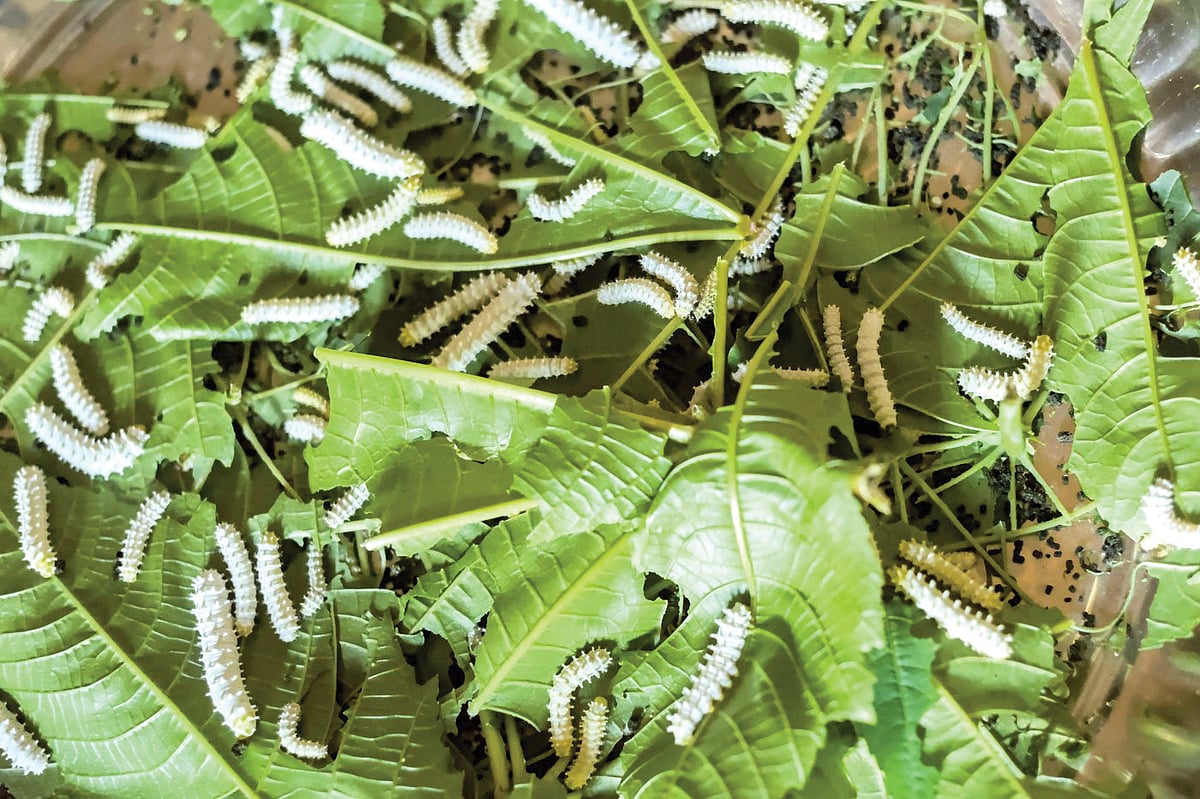 Eri caterpillars at work: eating till they are big enough to spin