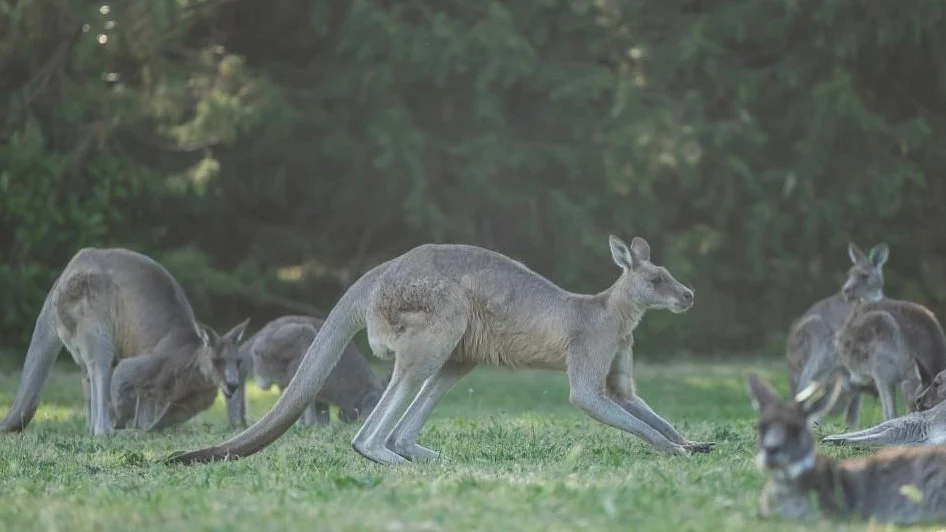 Representative image of kangaroos (photo: IANS)