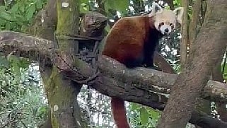 Two red pandas reach Darjeeling zoo from Netherlands