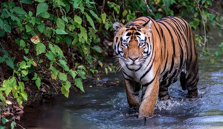 AI-generated video shows tiger drinking liquor; police notice to Insta user