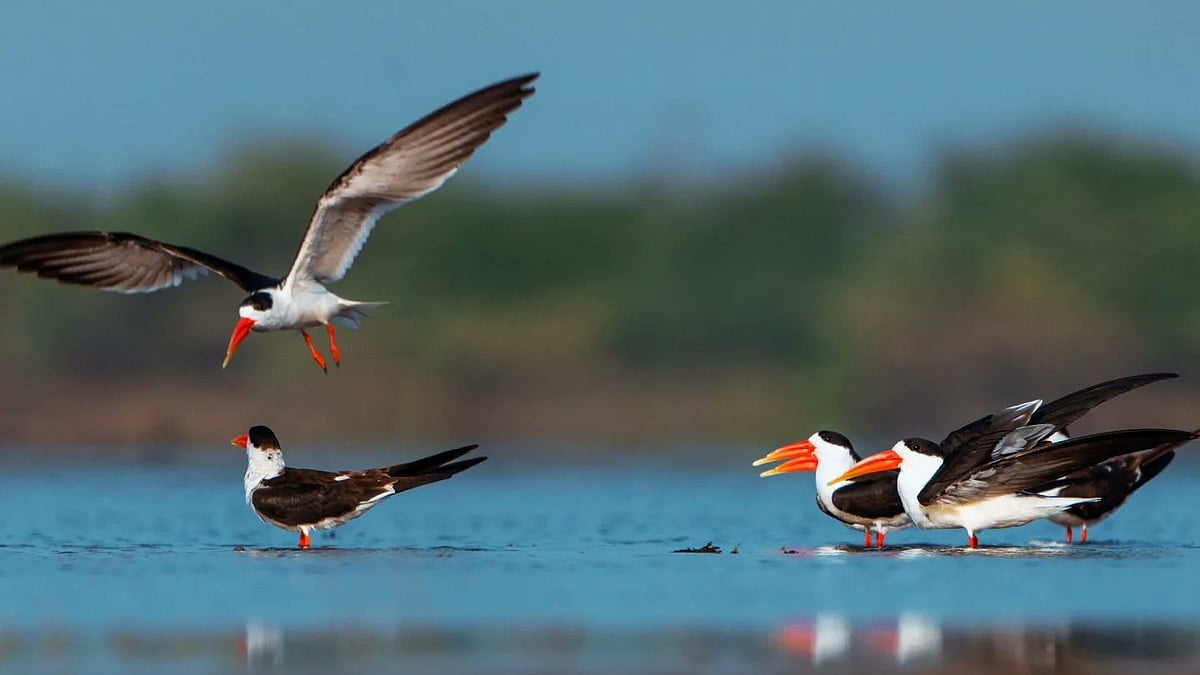 A flock of Indian skimmers in Jamnagar marine national park on the Kutch coast