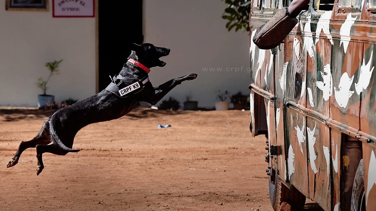 A CRPF K9 at a demonstration at DBTS, Bengaluru (photo: @crpfindia/X)