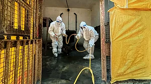 3 tigers, leopard died of avian flu in Nagpur possibly after eating chicken: Minister