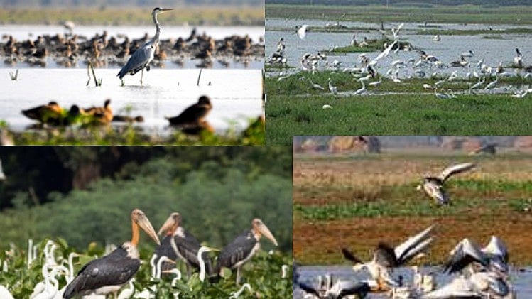 92,885 migratory birds of 85 species spotted in Himachal wetlands