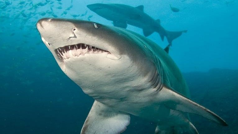 Representative image of sharks (photo: IANS)