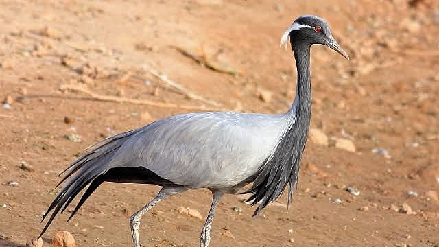 33 cranes die of bird flu in Rajasthan