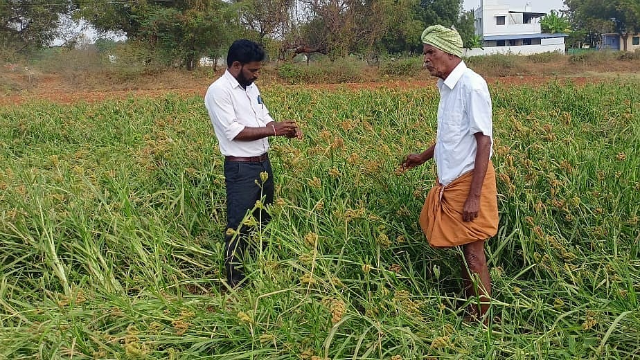 Tamil Nadu: Unseasonal rain affects samba rice crops—a big loss for farmers