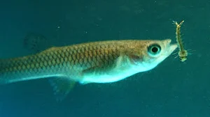 Invasive fish species for mosquito control? NGT issues notice to Centre