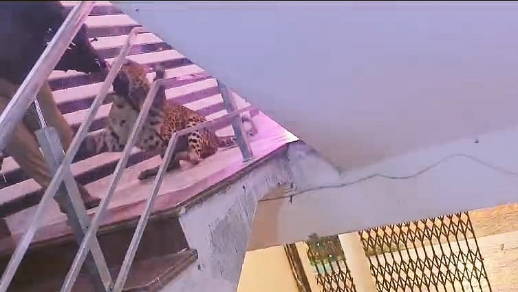 Leopard gatecrashes Lucknow wedding, bride-groom remains stuck in car for hours