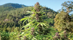Book review: Much like the Indian Constitution, cannabis is secular