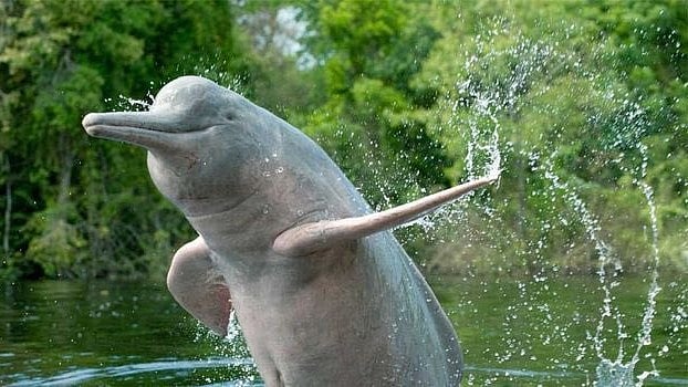 First-ever survey finds over 6,300 river dolphins in India