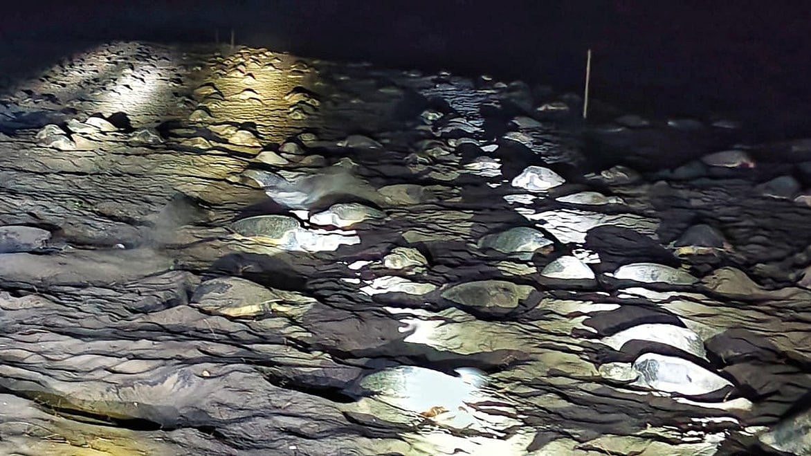 Olive Ridley turtle arribada at Gahirmatha, Odisha, as mass nesting begins