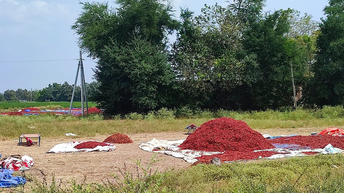 Guntur red chillies drying in the sun