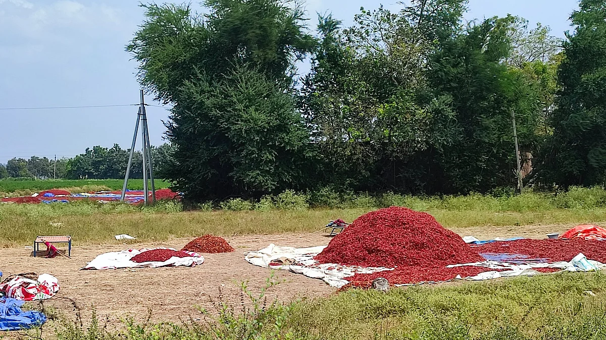 Guntur red chillies drying in the sun