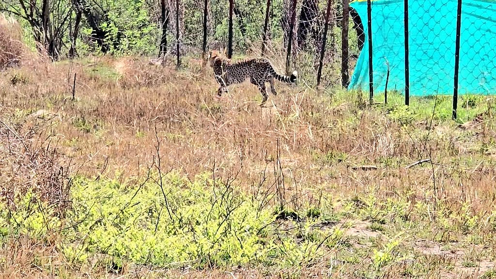 Female cheetah Gamini gets out
