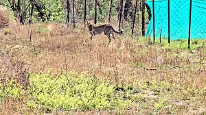 Female cheetah Gamini gets out