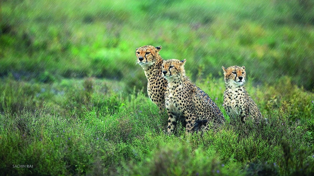 Cheetah mother, cubs pelted with stones in Madhya Pradesh village