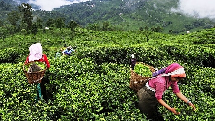 India pips Lanka to become world’s 2nd-largest tea exporter: Tea Board of India