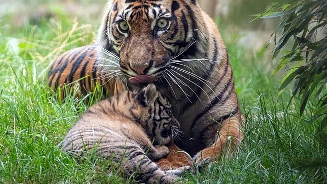 Tiger cub disappears in MP’s Panna Reserve, authorities say ‘natural’