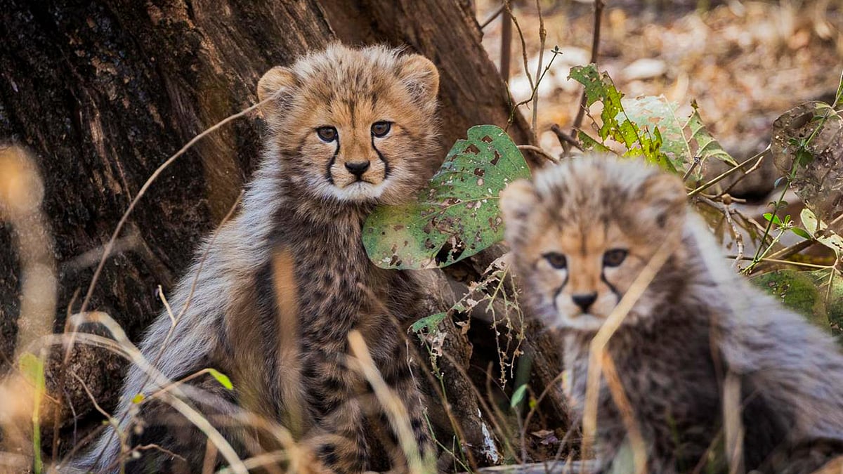 Project Cheetah: In viral video, man pours vulnerable big cats a dish of water