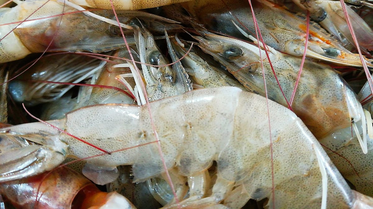US tariffs likely to impact Indian seafood shipments adversely: Exporters