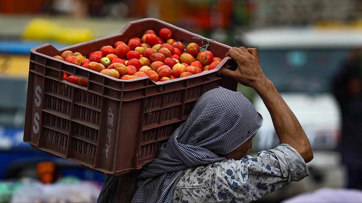Congress demands MSP for tomato as prices plummet in Madhya Pradesh