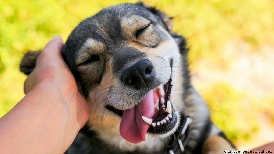 Now link your Aadhaar with your dog