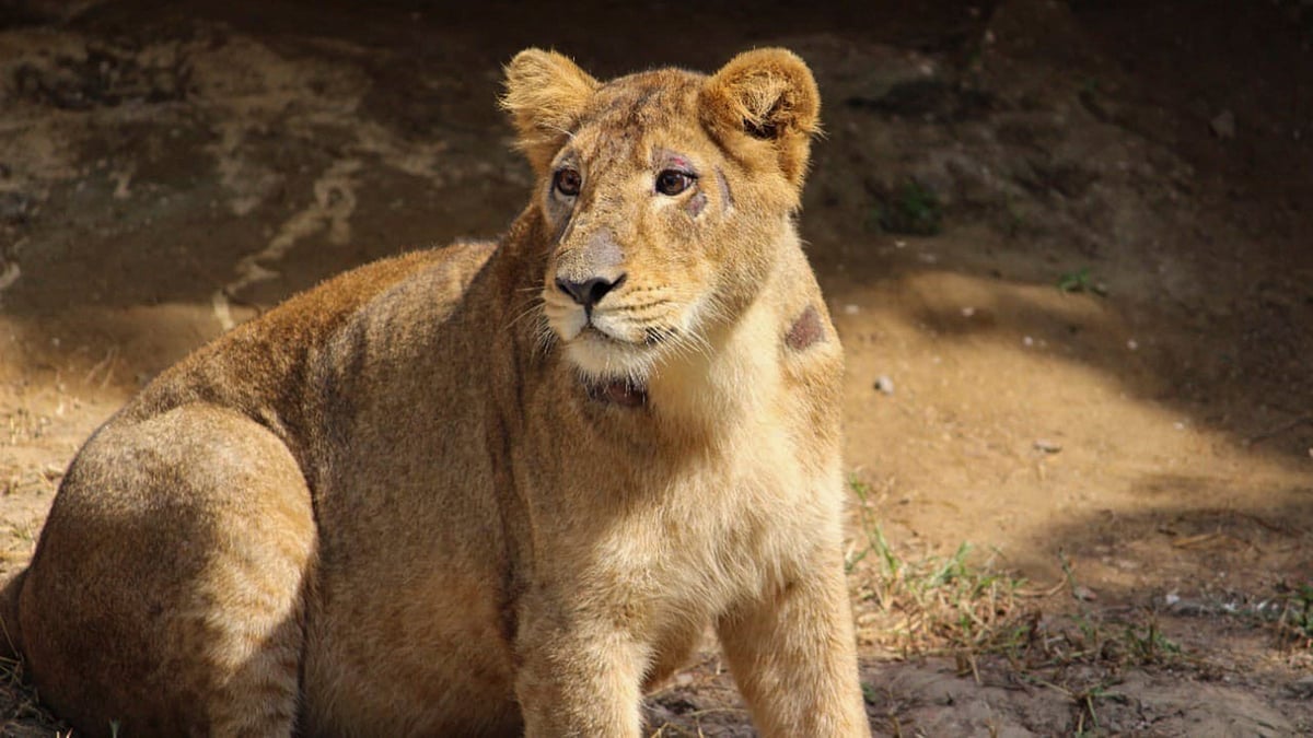 One Asiatic lion cub born in Delhi Zoo dies, another under veterinary care