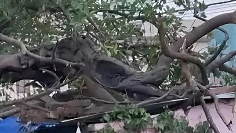 A tree collapses in Jafarpur Kalan, Dwarka on 2 May (photo: IANS) 