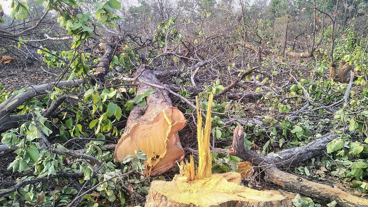 India lost more forest area than it gained from 2015-19: IIT study