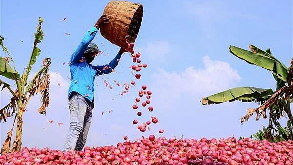 Price of onions and potatoes jump by over 80 per cent (photo: @ramanmann1974/X) 