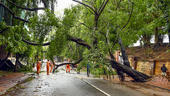 Kerala battered by intense rains; Uprooted trees cause damage, fatality