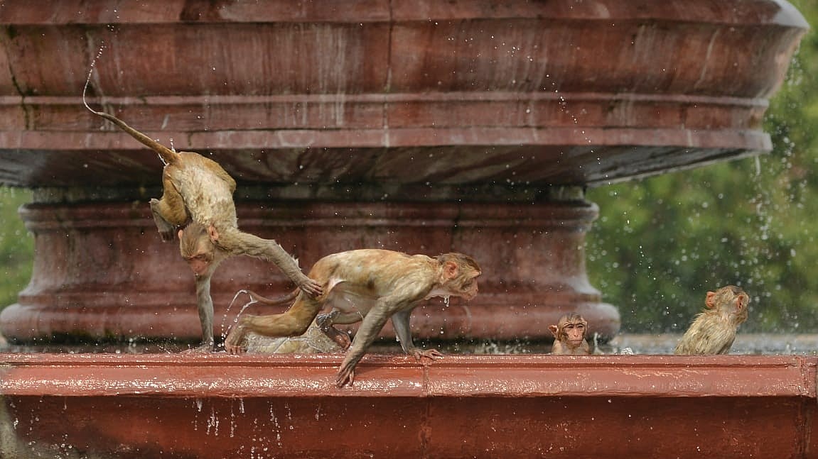 Monkeys take refuge in the warm waters of a fountain in Delhi on an overly warm May day (photo: Vipin)