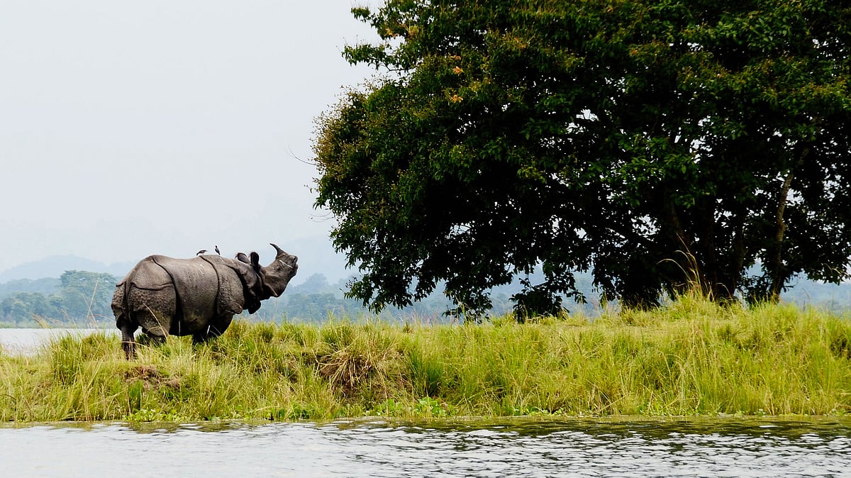 Illegal mining near Kaziranga intensified despite SC ban: CEC report