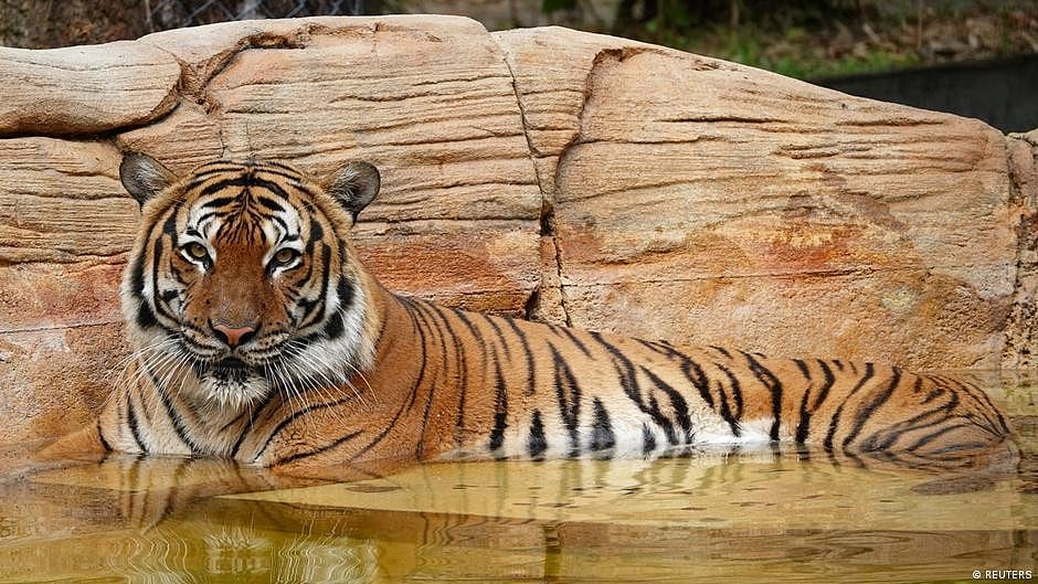 Third fatal tiger attack in Pilibhit, six MP villagers die of mystery animal bite